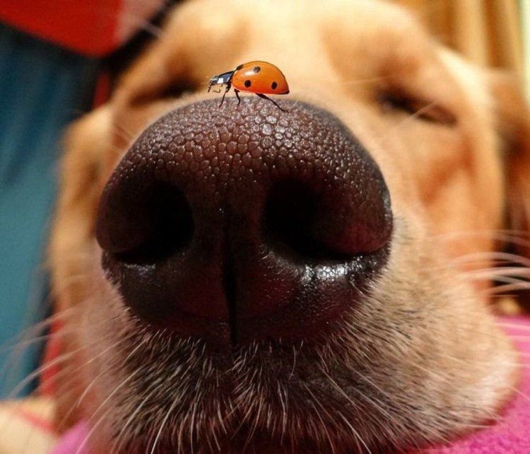 Бультерьер альбинос