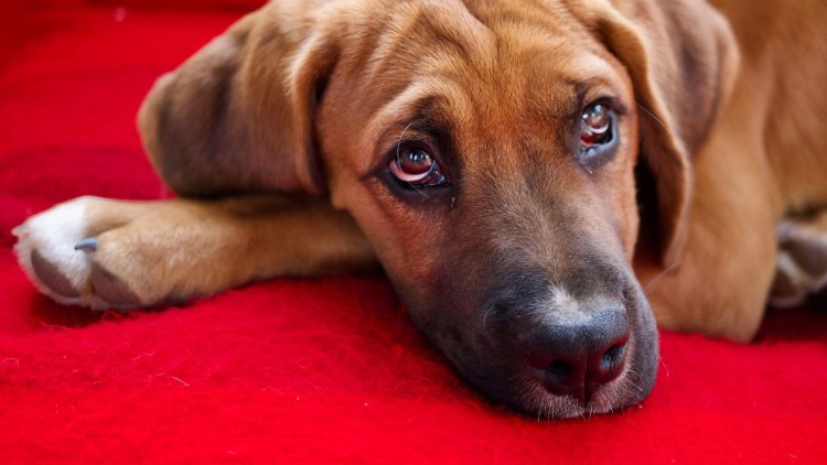 Американский питбуль ред ноуз