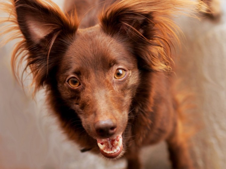 Двуносая андская тигровая гончая