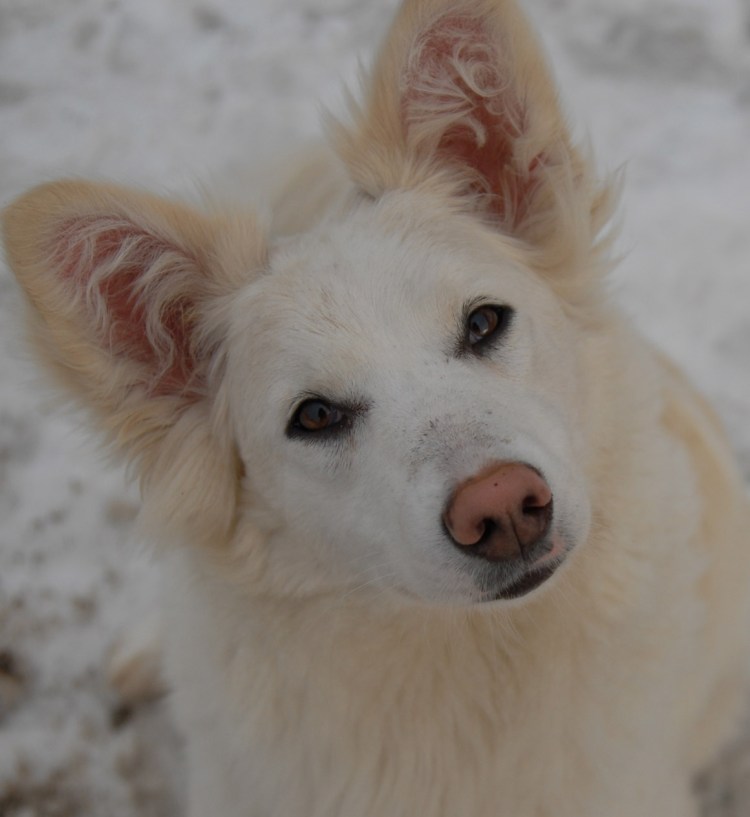 Собака с круглой мордой