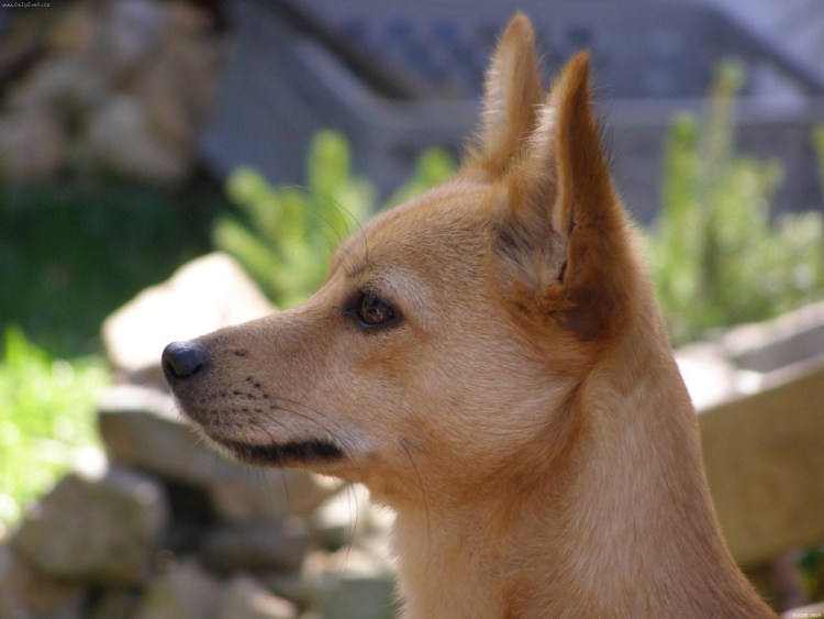 Собака португальский поденгу