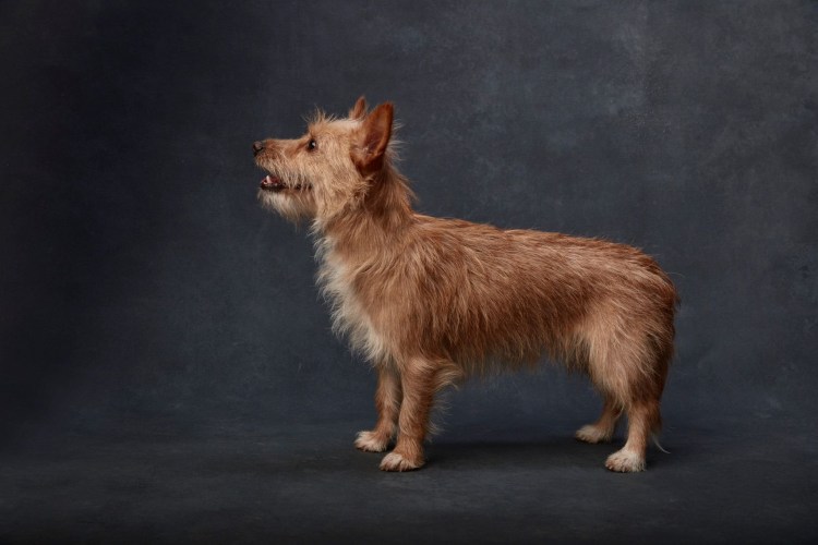 Португальская гончая овчарка