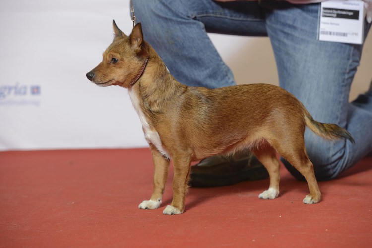 Собака португальский поденгу