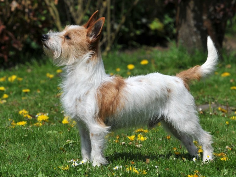 Порода собак португальский поденгу
