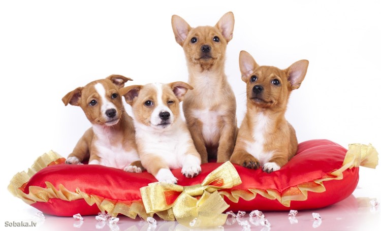 Португальский поденгу малый тёмно коричневый