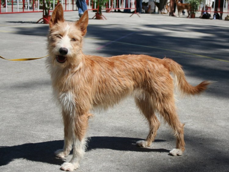 Португальский поденгу жесткошерстный