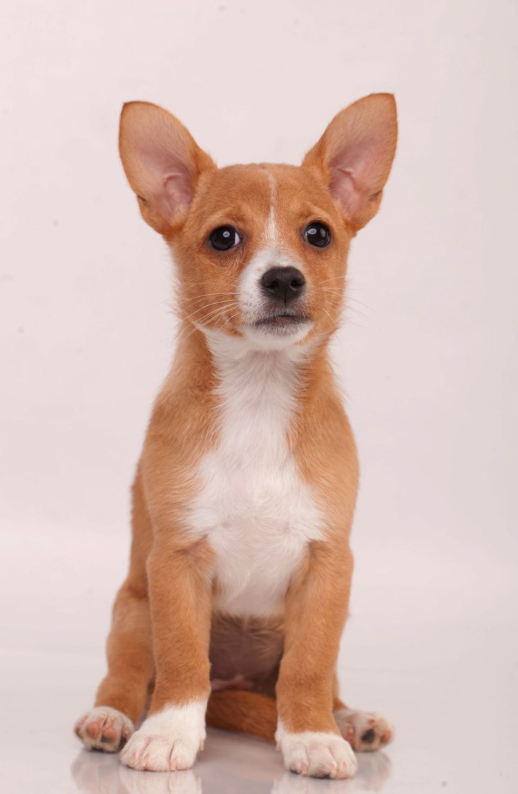 Португальский поденгу гладкошерстный