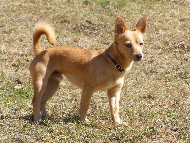 Португальский поденгу малый