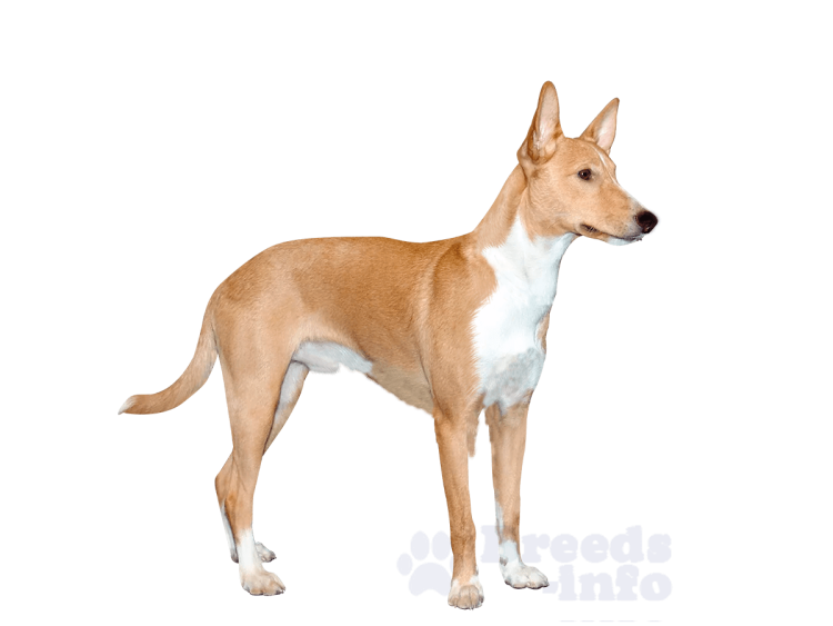 Португальский поденгу малый гладкошерстный