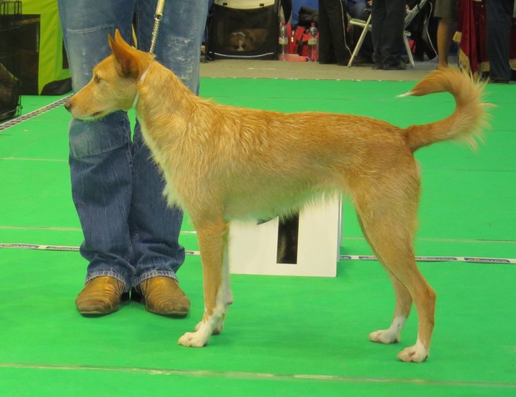 Средний португальский поденгу жесткошерстный