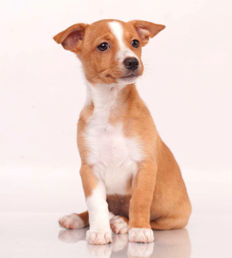 Поденгу португезе малый гладкошерстный