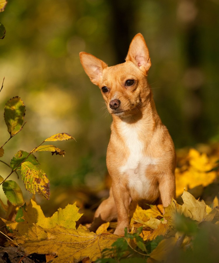Португальский поденгу малый