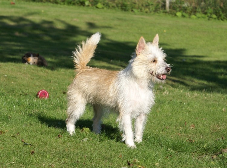 Паденга собака