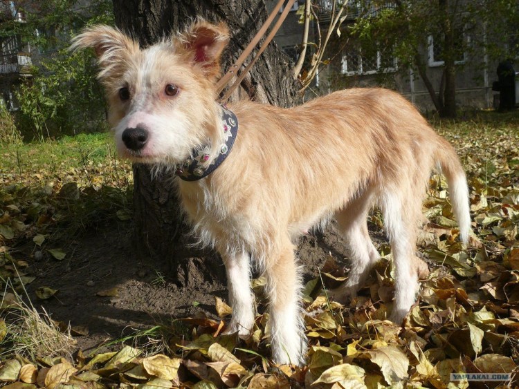 Portuguese Podengo pequeno