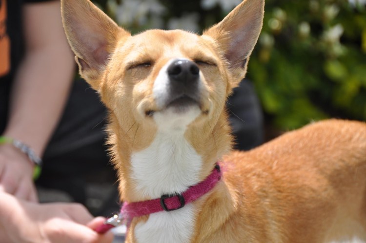 Ибиценко Канарио