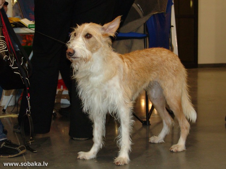 Собака Поденко ибиценко