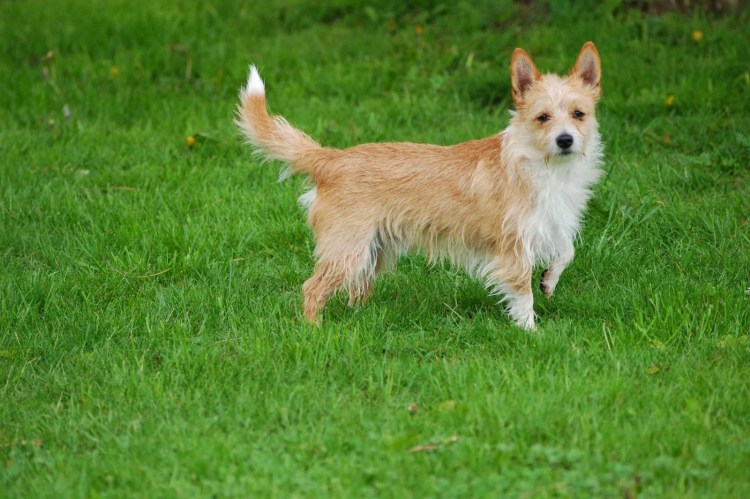 Поденгу португезе