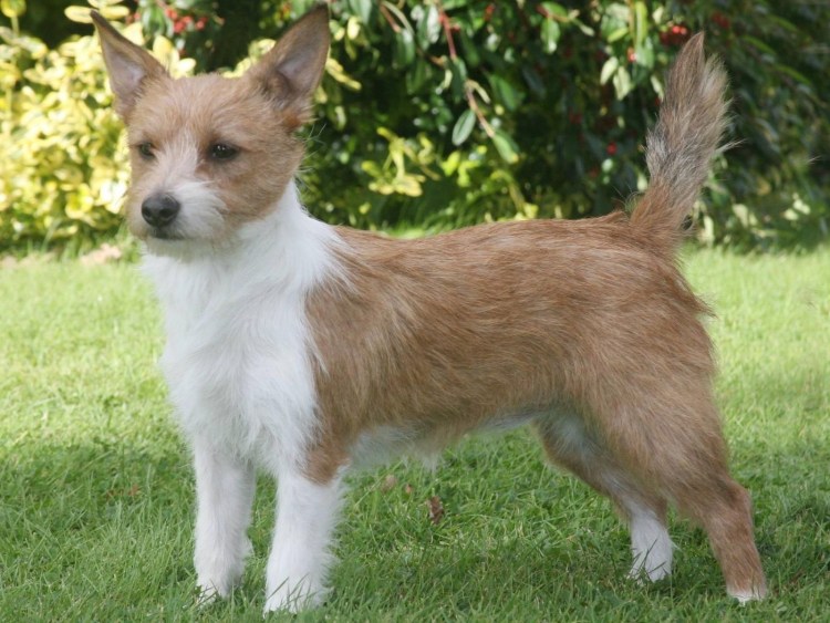 Поденгу португезе большой