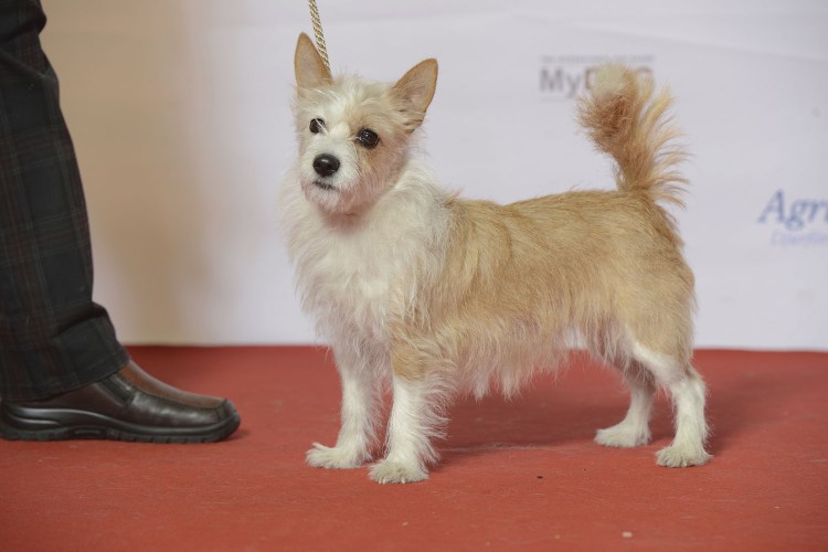 Поденко Канарио собака