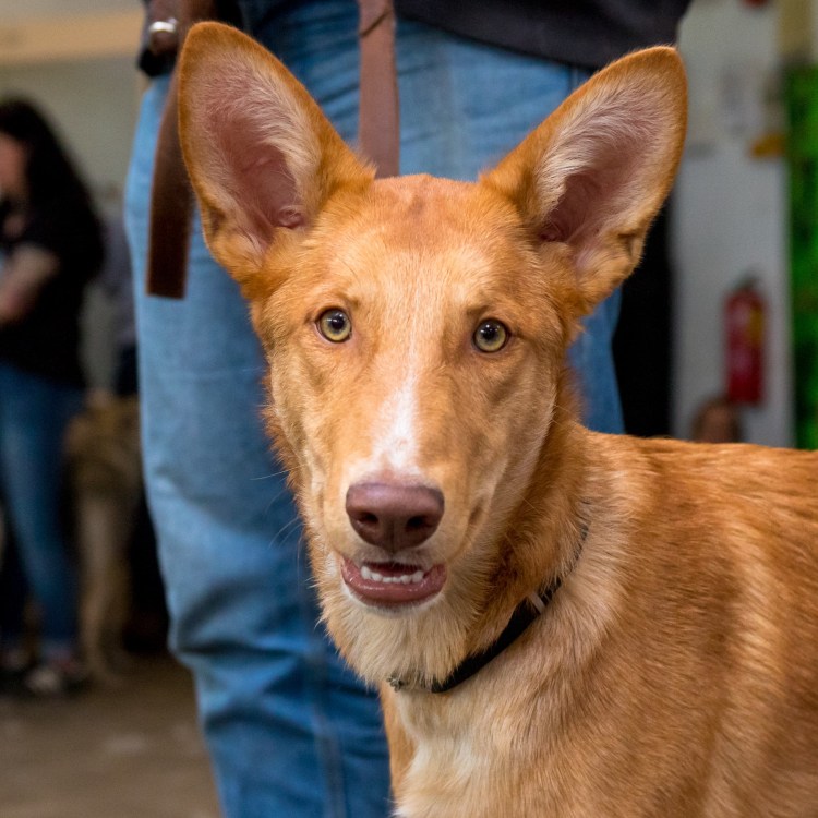 Португальский поденгу жесткошерстный
