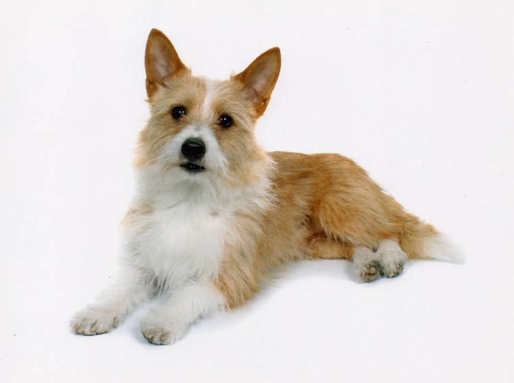 Поденго португальский малый