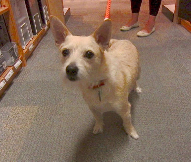 Поденко ибиценко длинношерстная