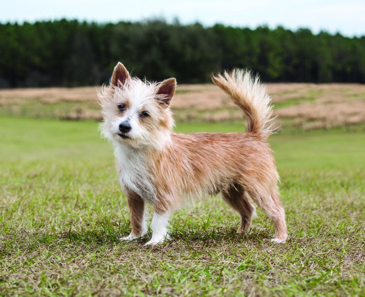 Малый поденгу собаки