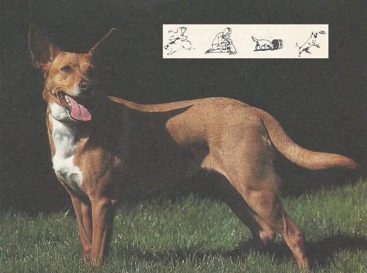 Поденгу порода собак