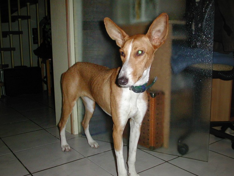 Поденгу португезе портрет рисунок