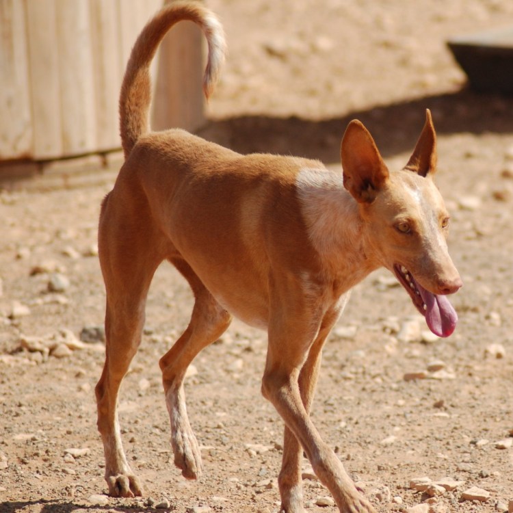 Португальский подэнго малый чёрные