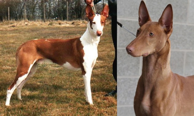 Португальский поденгу + дворняга