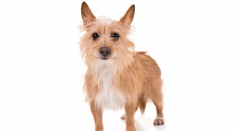 Поденгу португезе жесткошерстный