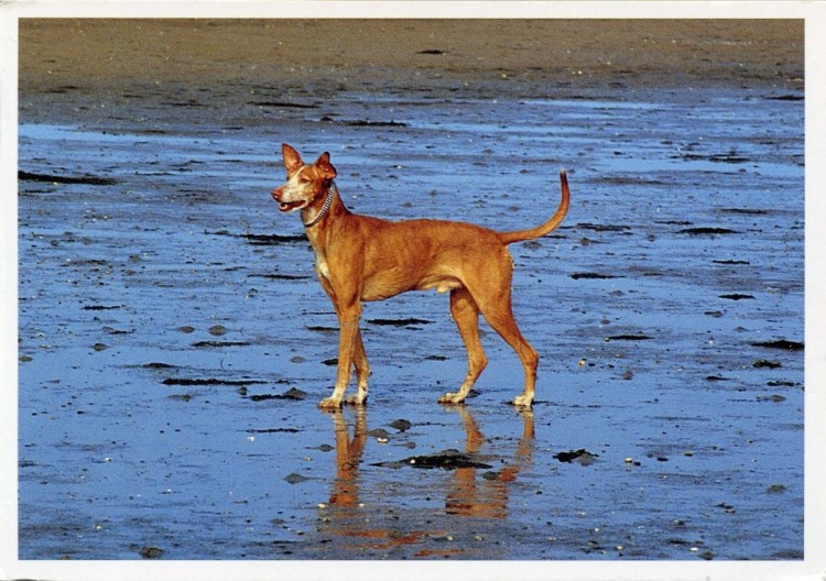 Поденгу португезе жесткошерстный