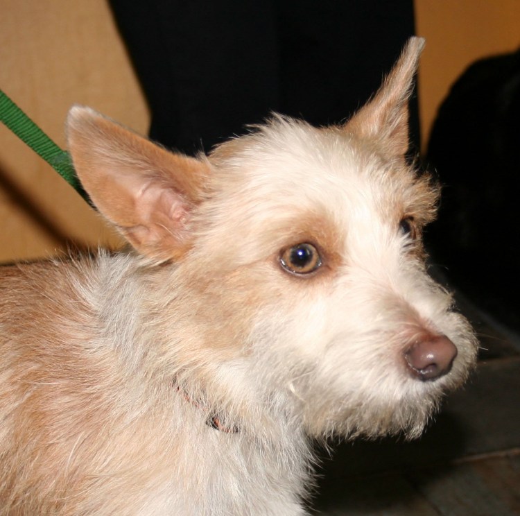 Португальский поденгу жесткошерстный