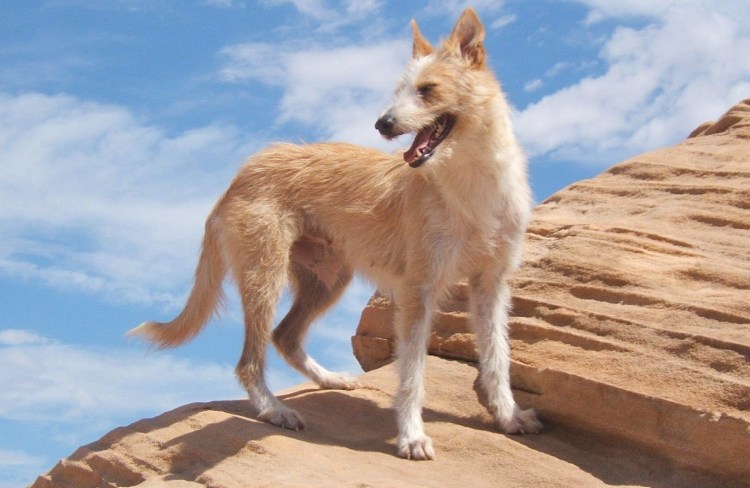 Поденгу португезе жесткошерстный