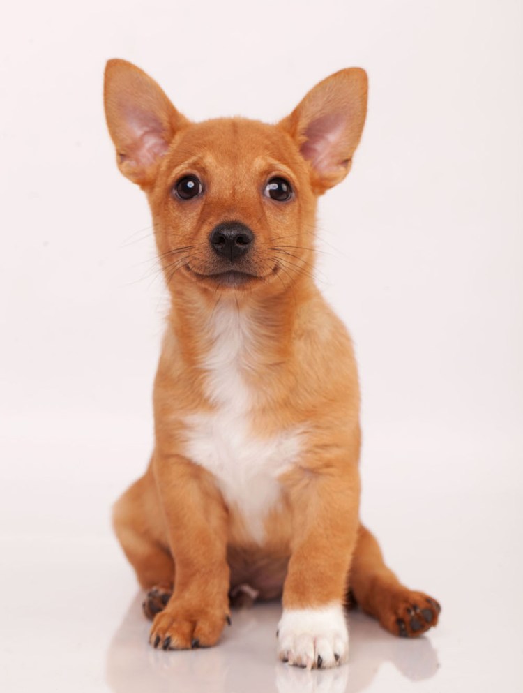 Португальский поденго малый с хозяином