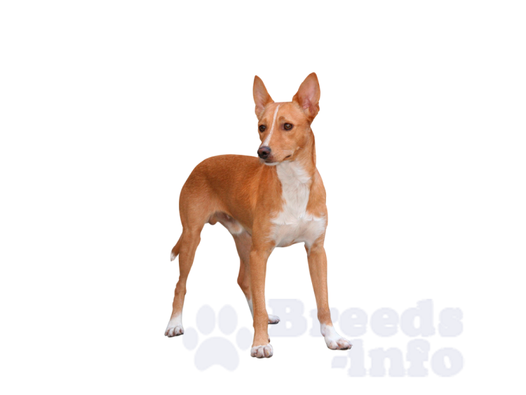 Поденко ибиценко и басенджи