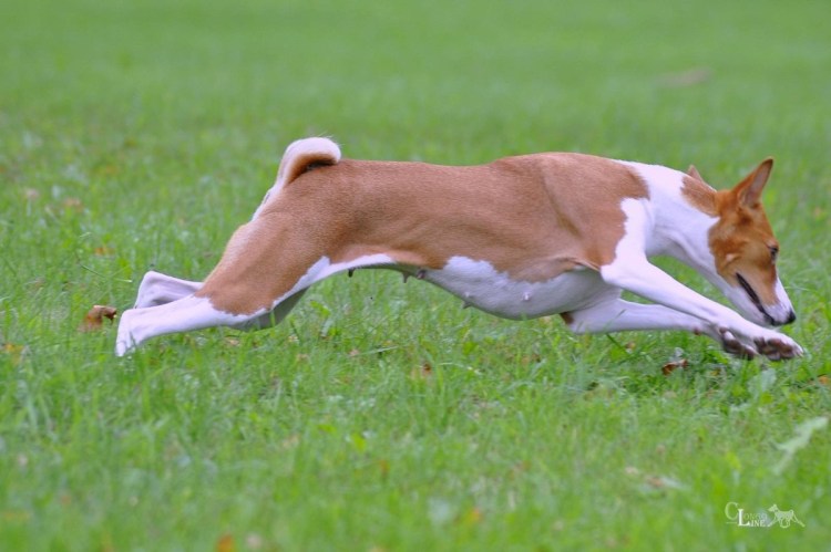 Поденко ибиценко и Фараонова собака