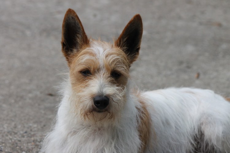 Португальская порода собак Поденко