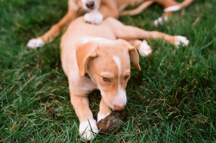 Португальский поденгу