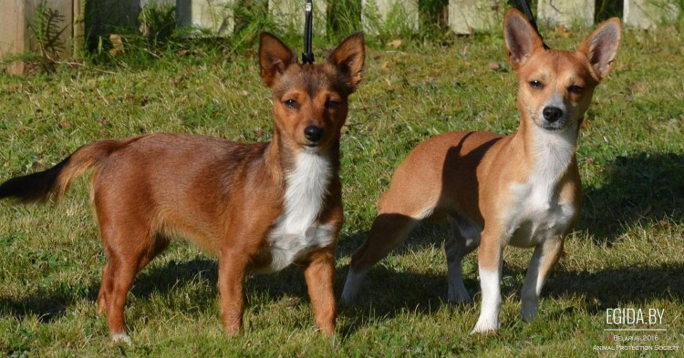 Фото малой португальской нормы собаки