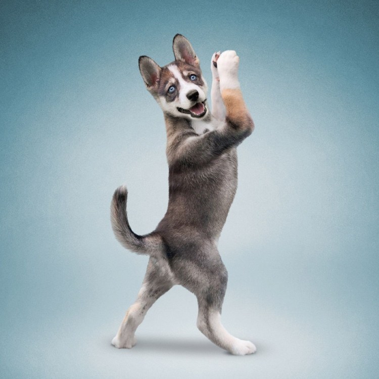 Забавные позы животных