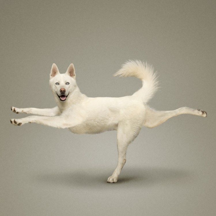 Собака занимается йогой