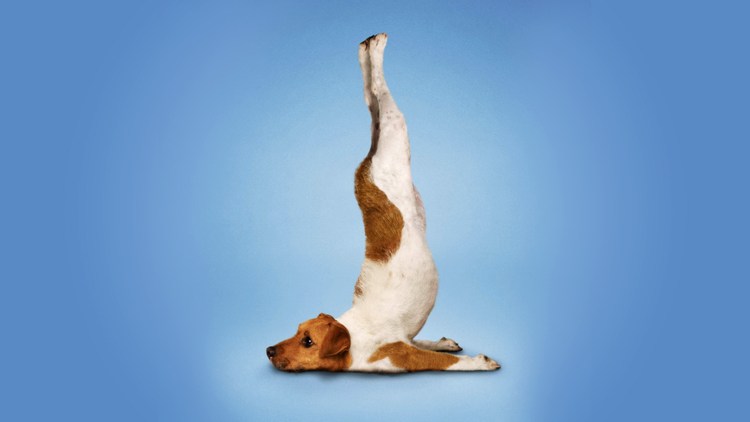 Такса потягивается