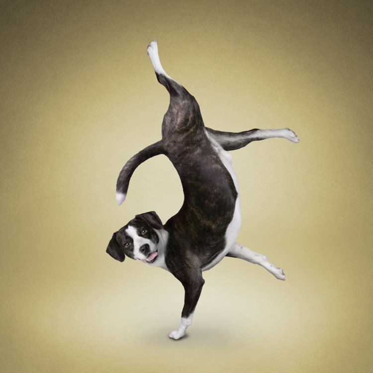 Забавные позы животных