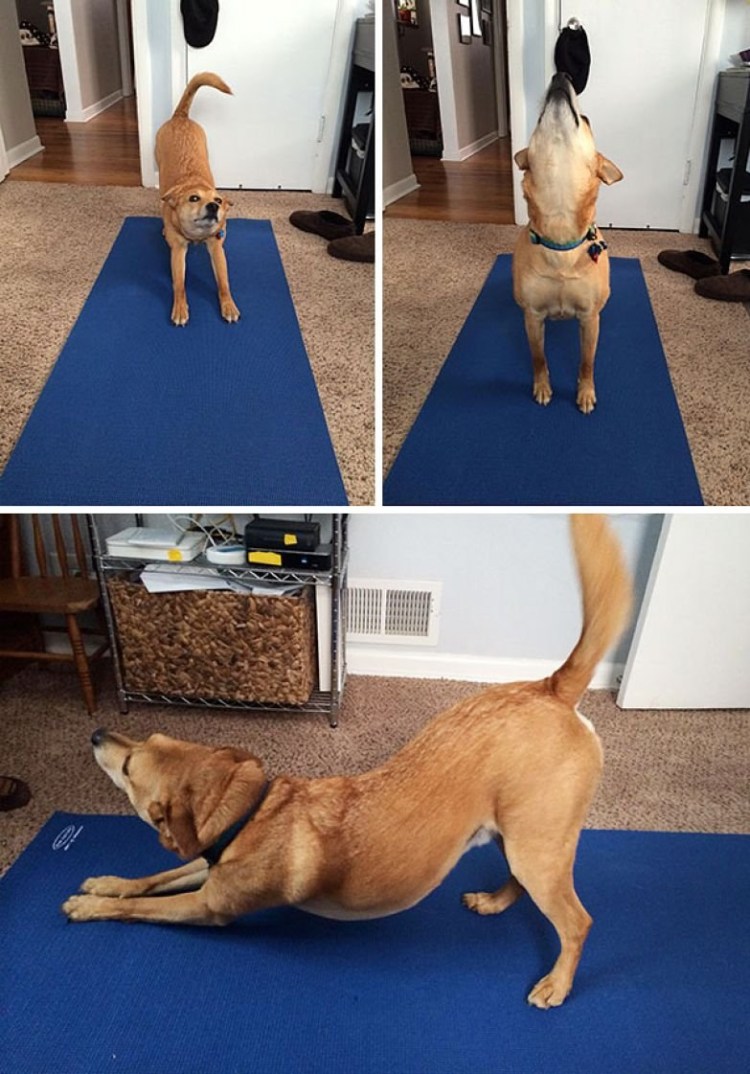 Прикольные позы животных