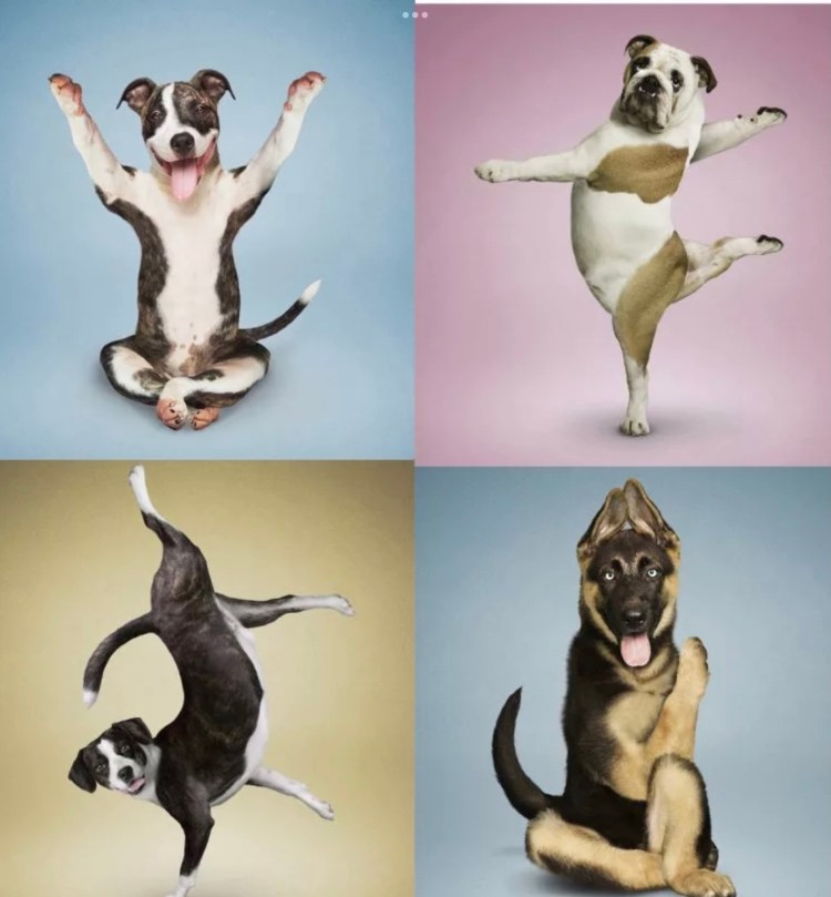 Забавные позы животных