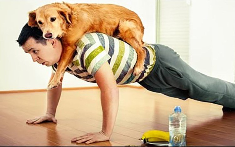 Собака занимается спортом