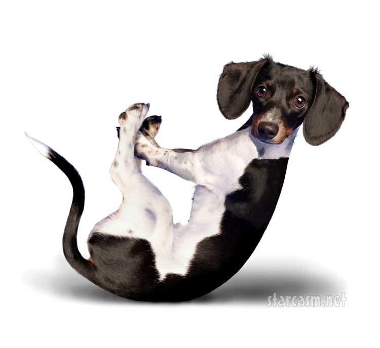 Медитация собака