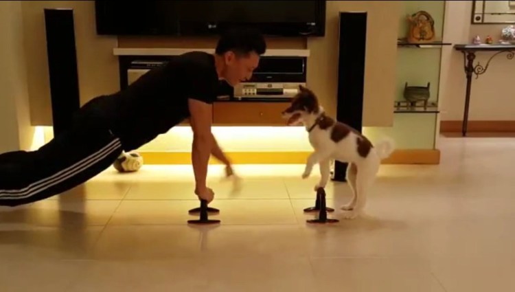 Собака отжимается